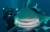 Black Pit Shark 的图像结果.大小：164 x 106。 资料来源：www.sharksandrays.com