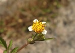 Image result for "archiconchoecia Pilosa". Size: 149 x 106. Source: www.calflora.org