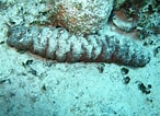 Image result for "holothuria Mexicana". Size: 146 x 106. Source: www.livingoceansfoundation.org