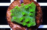Image result for Astreopora Coral. Size: 161 x 106. Source: www.coral.zone