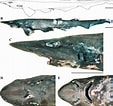 Image result for "apristurus Stenseni". Size: 113 x 106. Source: shark-references.com