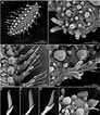Afbeeldingsresultaten voor Sphaerodoropsis minuta Geslacht. Grootte: 92 x 106. Bron: www.researchgate.net