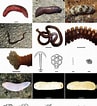Afbeeldingsresultaten voor Holothuria anatomy. Grootte: 97 x 106. Bron: www.researchgate.net