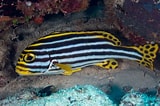 Image result for "plectorhinchus Mediterraneus". Size: 160 x 106. Source: fishesofaustralia.net.au