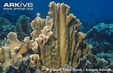 Image result for "millepora Complanata". Size: 163 x 106. Source: coralesdefuego.blogspot.com