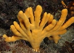 Image result for "axinella Dissimilis". Size: 146 x 106. Source: www.marlin.ac.uk