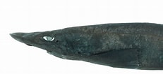 Afbeeldingsresultaten voor "apristurus Japonicus". Grootte: 231 x 106. Bron: www.wpick.kr