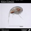 Image result for Temora turbinata Stam. Size: 109 x 106. Source: www.st.nmfs.noaa.gov