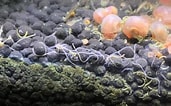Afbeeldingsresultaten voor Fish Tank Worms. Grootte: 171 x 106. Bron: ar.inspiredpencil.com