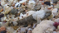 Image result for "chromogobius Quadrivittatus". Size: 191 x 106. Source: red-sea-snorkeling.jimdofree.com