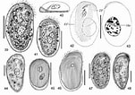 Image result for "chlamydodon Mnemosyne". Size: 151 x 106. Source: www.researchgate.net