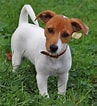 Bilderesultat for Jack Russell-terrier. Størrelse: 97 x 106. Kilde: dogs.pedigreeonline.com