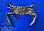 Image result for Blue Swimming Crab in Sri Lanka. Size: 149 x 106. Source: aandmseafood.co.uk