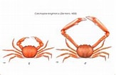 Image result for "Carcinoplax Longimanus". Size: 163 x 106. Source: www.uma.es