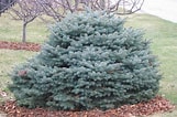 Image result for Types of Blue Spruce Trees. Size: 161 x 106. Source: www.coniferousforest.com