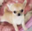 Image result for Chihuahua. Size: 111 x 106. Source: www.pinterest.com