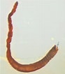 Image result for Anobothrus gracilis. Size: 93 x 106. Source: www.uni-rostock.de