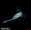 Image result for Metridia lucens Geslacht. Size: 110 x 106. Source: www.arcodiv.org