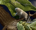 Afbeeldingsresultaten voor Tardigrada Species. Grootte: 128 x 106. Bron: www.nytimes.com