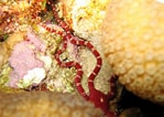 Image result for "ophioderma Rubicundum". Size: 149 x 106. Source: reefguide.org