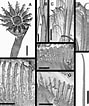 Image result for Hydroides elegans Geslacht. Size: 89 x 106. Source: treatment.plazi.org