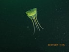 Image result for "aegina Citrea". Size: 142 x 106. Source: jellywatch.org