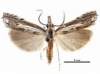 Image result for "ormosella Haeckeli". Size: 143 x 106. Source: v3.boldsystems.org