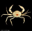 Image result for "Carcinoplax Longimanus". Size: 110 x 106. Source: www.crustaceology.com