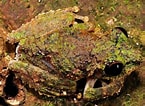 Image result for "lopadorhynchus Appendiculatus". Size: 145 x 106. Source: frogsofborneo.org