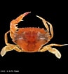 Afbeeldingsresultaten voor "thalamita Kagoshimaensis". Grootte: 97 x 106. Bron: www.crustaceology.com