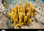 Image result for "rissoa Porifera". Size: 151 x 106. Source: www.alamy.com