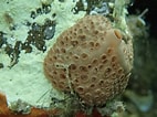 Image result for "hymedesmia Mamillaris". Size: 142 x 106. Source: observation.org