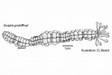Image result for Euapta godeffroyi Anatomy. Size: 159 x 106. Source: cookislands.bishopmuseum.org