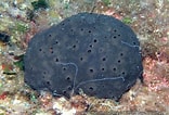 Image result for "scalarispongia Scalaris". Size: 156 x 106. Source: mer-littoral.org