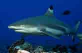 Black Tip Fin Shark 的图像结果.大小：165 x 106。 资料来源：bransonswildworld.com