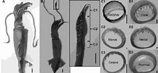 Afbeeldingsresultaten voor Eucleoteuthis luminosa. Grootte: 227 x 106. Bron: www.researchgate.net