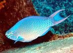 Image result for Scarus vetula Roofdieren. Size: 147 x 106. Source: reefguide.org