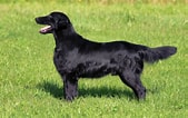 Image result for Flat Coated Retriever Størrelse. Size: 169 x 106. Source: www.petcoach.co