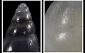 Afbeeldingsresultaten voor "odostomia Acuta". Grootte: 169 x 106. Bron: www.idscaro.net