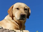 Image result for Labrador Retriever. Size: 142 x 106. Source: commons.wikimedia.org