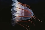 Afbeeldingsresultaten voor Helmet Jellyfish. Grootte: 158 x 106. Bron: fineartamerica.com