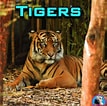 Image result for tiger lebenszyklus. Size: 107 x 106. Source: caryforet.blogspot.com