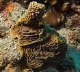 Image result for "agaricia Grahamae". Size: 117 x 106. Source: scuba.spanglers.com