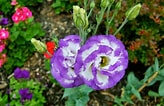 Image result for Lisianthus Flowers. Size: 164 x 106. Source: free-flower-photos.blogspot.com