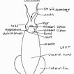 Image result for Lolliguncula brevis Anatomie. Size: 106 x 106. Source: lanwebs.lander.edu