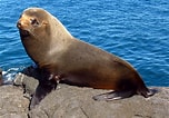 Image result for Galapagos Zeebeer. Size: 152 x 106. Source: diertjevandedag.be