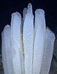 Image result for Glass Sponge. Size: 82 x 106. Source: www.pinterest.com