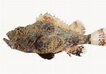 Image result for SCORPAENIDAE Anatomie. Size: 151 x 106. Source: fishesofaustralia.net.au