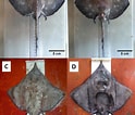 Image result for Dipturus nidarosiensis Anatomie. Size: 124 x 106. Source: www.researchgate.net