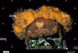 Image result for Lauridromia dehaani Anatomie. Size: 155 x 106. Source: www.alamy.com